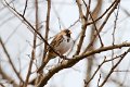 Harris's Sparrow by SN